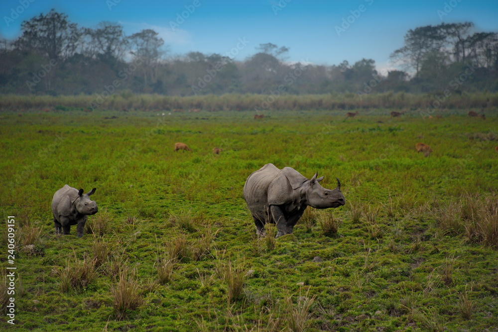 Eastern India. Inhabitants of Kaziranga National Park. White rhino