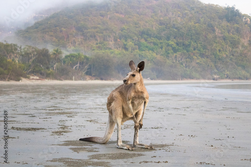 Kangaroo on the beach, Australia