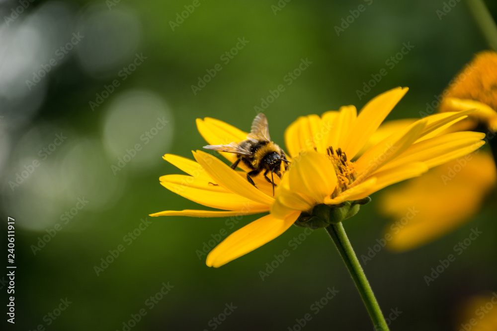 The bumblebee is photographed close up on a flower The bumblebee is photographed close up on a flower