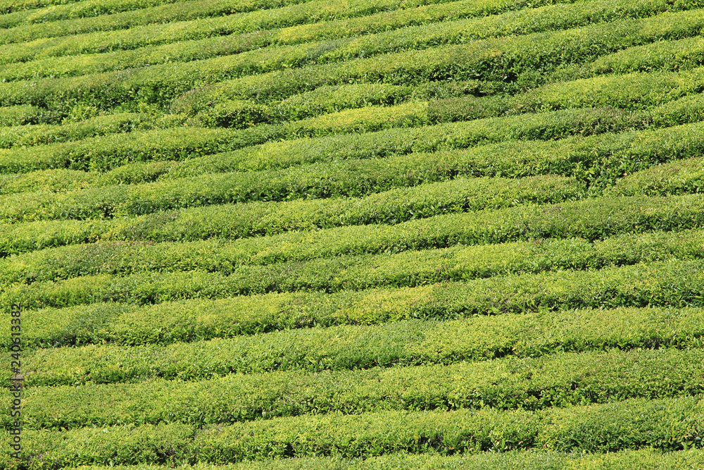 azores tea 2 azores tea 2