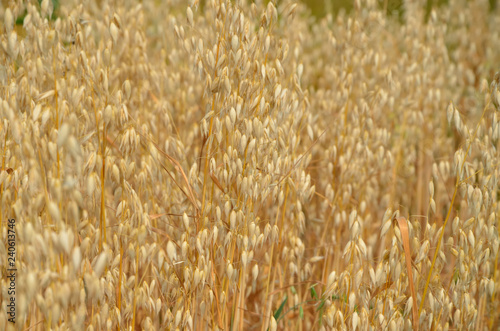 Oat outdoors