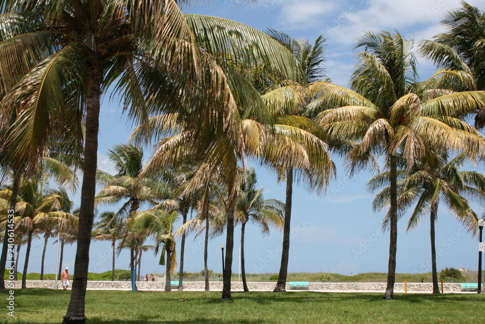 Palme im Wind Palme im Wind