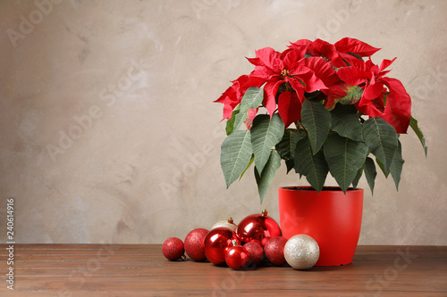 Pot with poinsettia (traditional Christmas flower) and decor on table against color background. Space for text