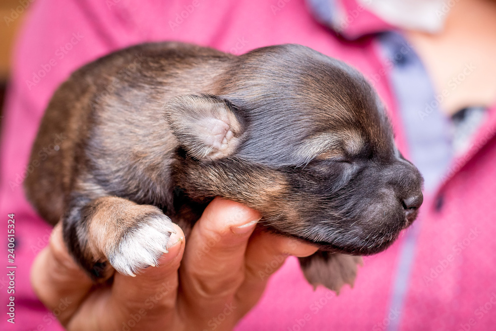 A man holds a newborn puppy in his hand. Caring for and caring for dogs_ A man holds a newborn puppy in his hand. Caring for and caring for dogs_