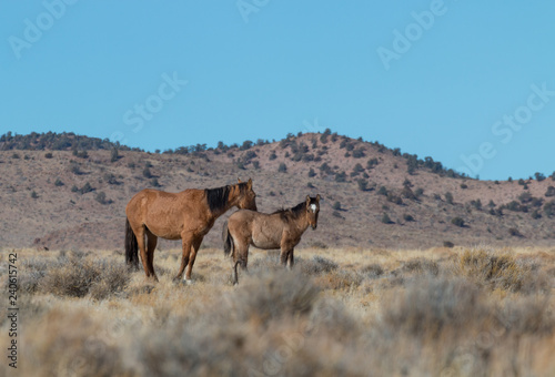 Wild Horse Mare and Foal