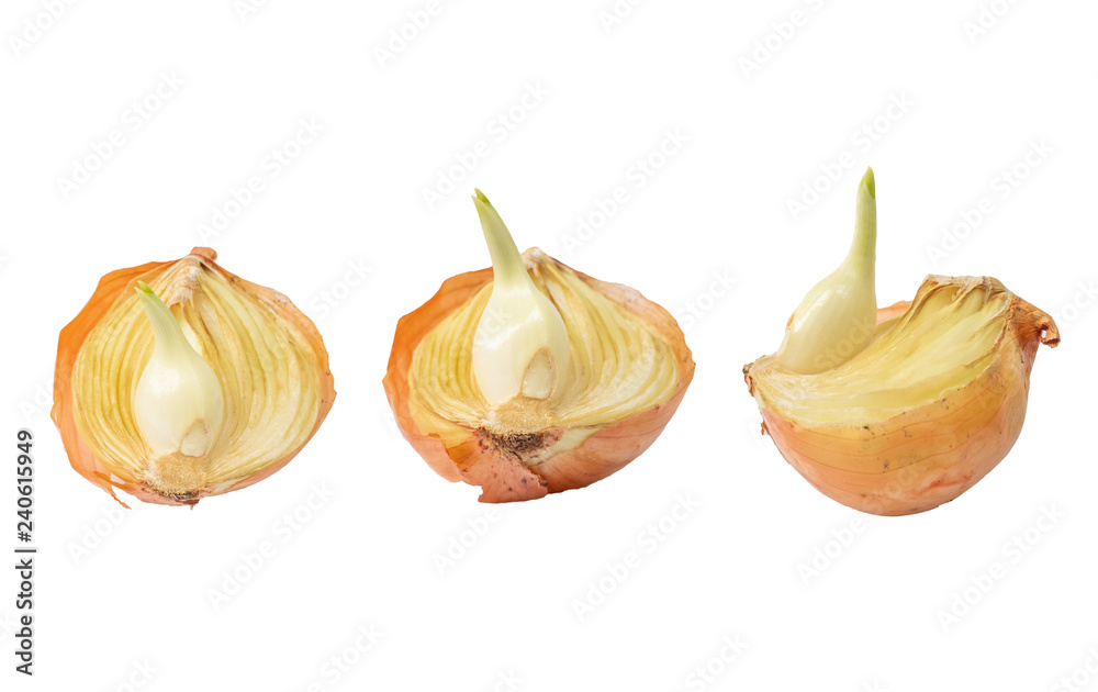 Obraz premium Cut fresh bulbs of onion on a white background.