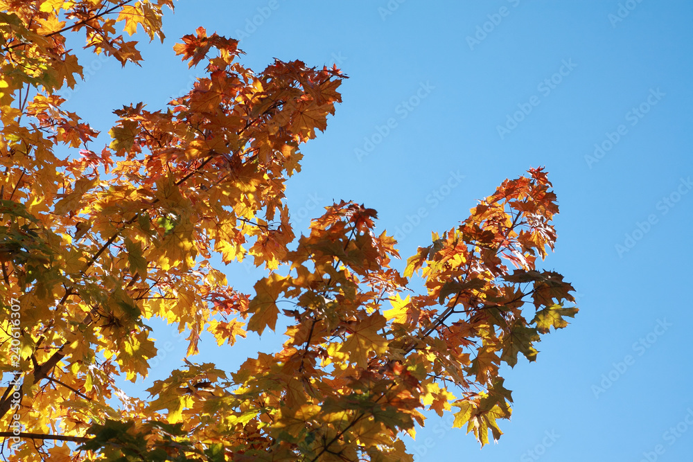 Yellow branches Yellow branches