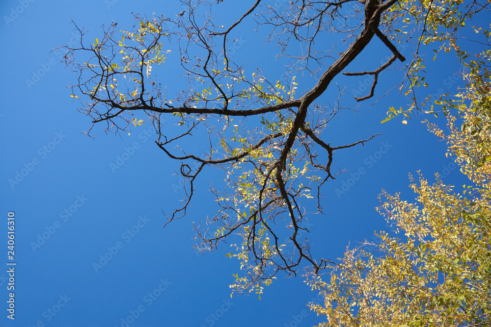 Fototapeta premium Yellow branches