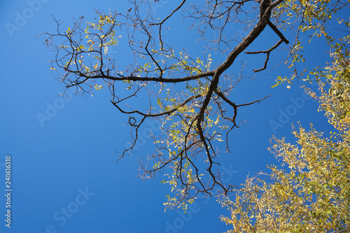 Yellow branches
