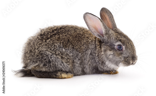 Gray rabbit isolated