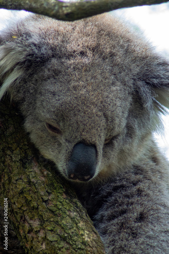 Fototapeta Naklejka Na Ścianę i Meble -  Koala close up