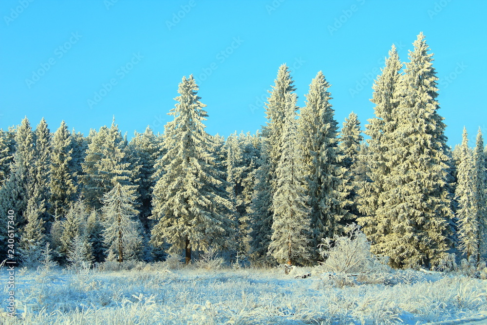 Beautiful Christmas winter forest. Trees covered with snow. Wonderful view. Background. Landscape. Beautiful Christmas winter forest. Trees covered with snow. Wonderful view. Background. Landscape.