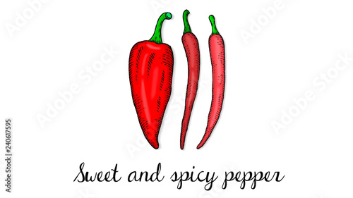 Vector Illustration of pepper sketch style isolated on white