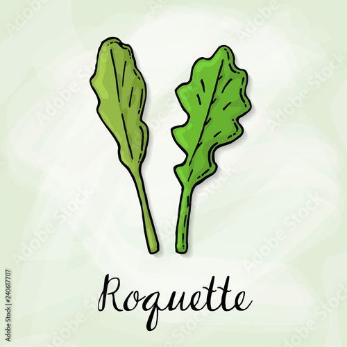 Vector Illustration of Roquette Sketch Style