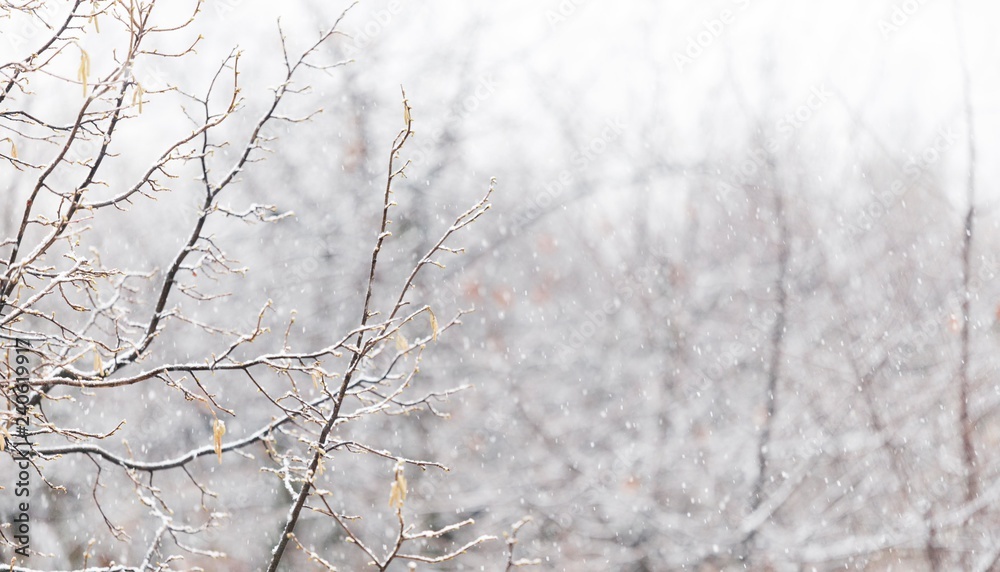 snow tree branches snow tree branches