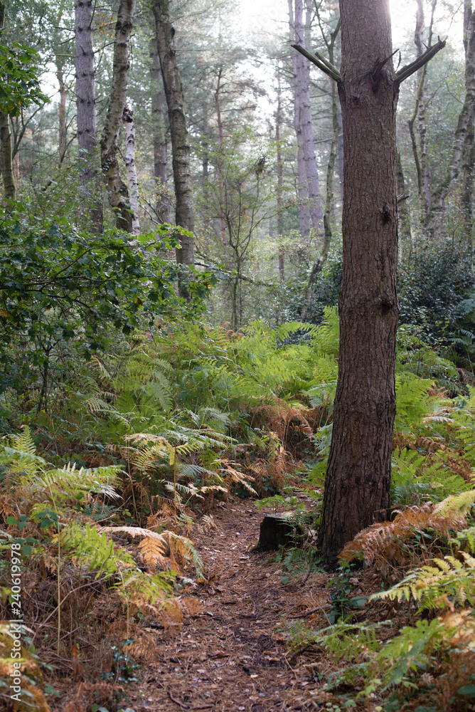 A forest trail well worn by deer and other wild animals A forest trail well worn by deer and other wild animals