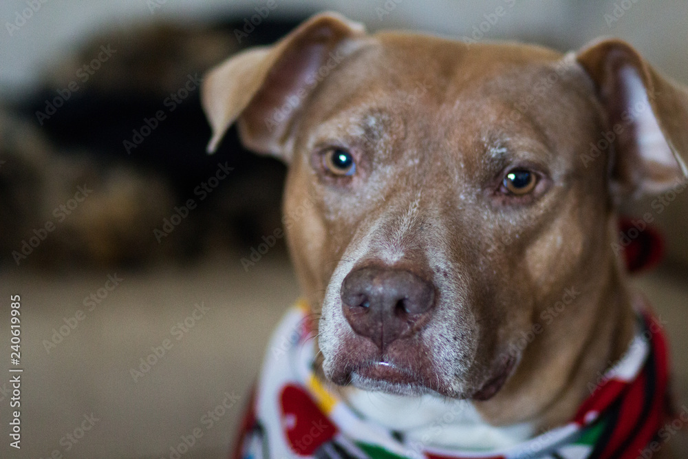 Red Nose Pit Bull Dog / American Staffordshire 
