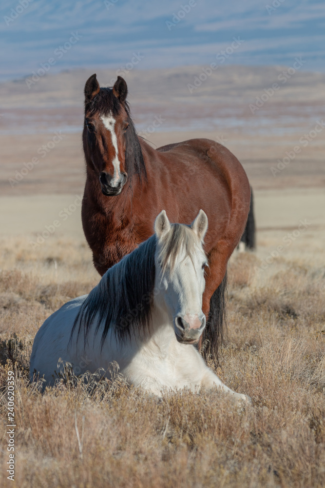 Obraz premium Dzikie konie na pustyni Utah