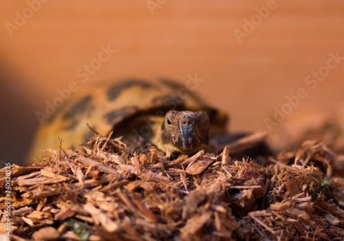 Russian Tortoise  photo