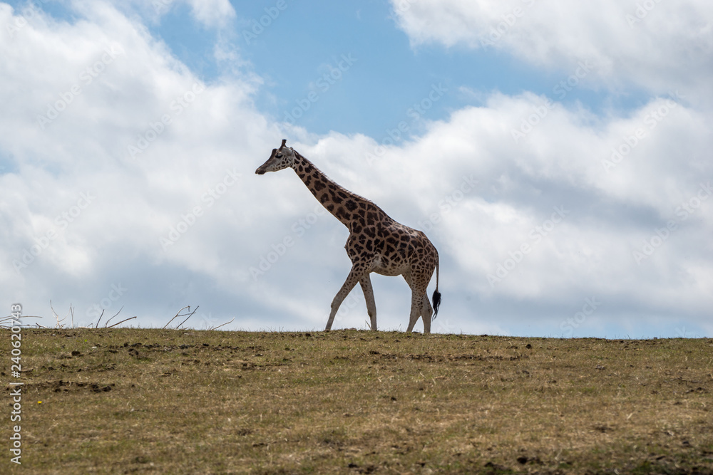 Naklejka premium giraffe in profile isolated against sky with clouds