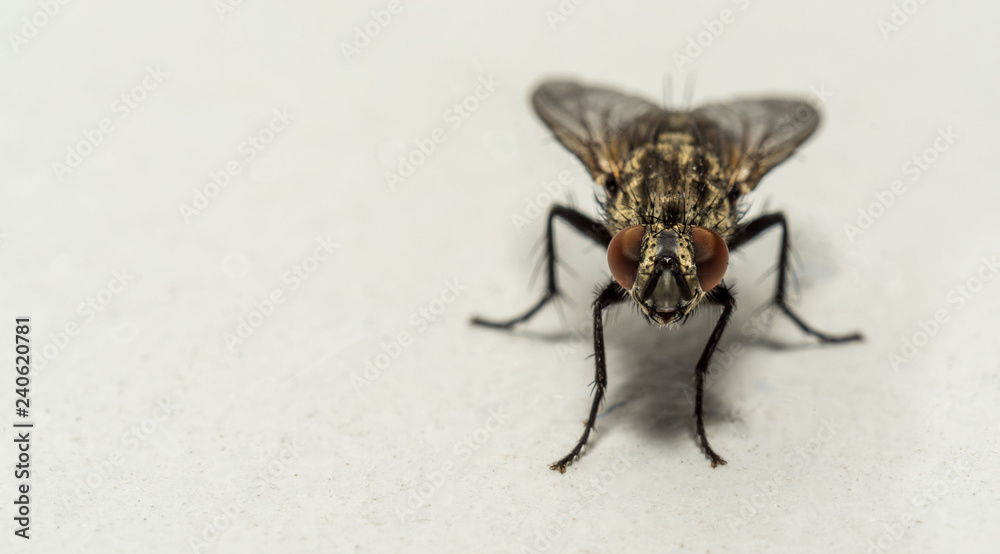 Macro close up of a fly with copy space Macro close up of a fly with copy space