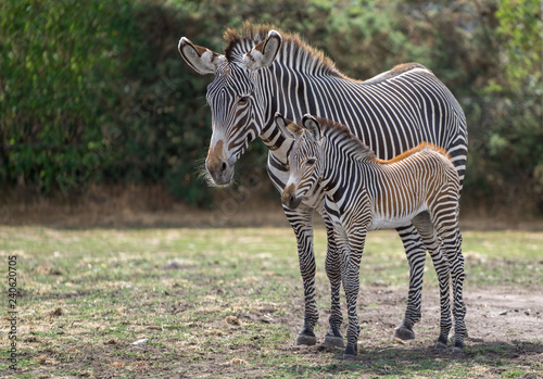 adult and baby zebra foal