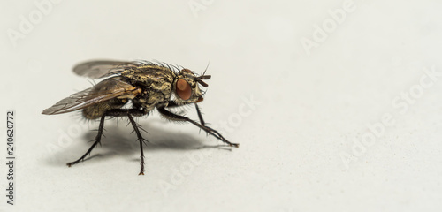 macro close up of fly in profile on white background © RichartPhotos
