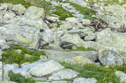 marmot on a stone