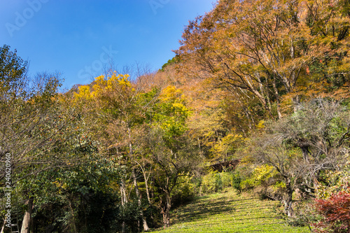 Fototapeta Naklejka Na Ścianę i Meble -  Autumn leaves of mountains in Japan / Daigo-town, Kuji-district, Ibaraki prefecture, Japan