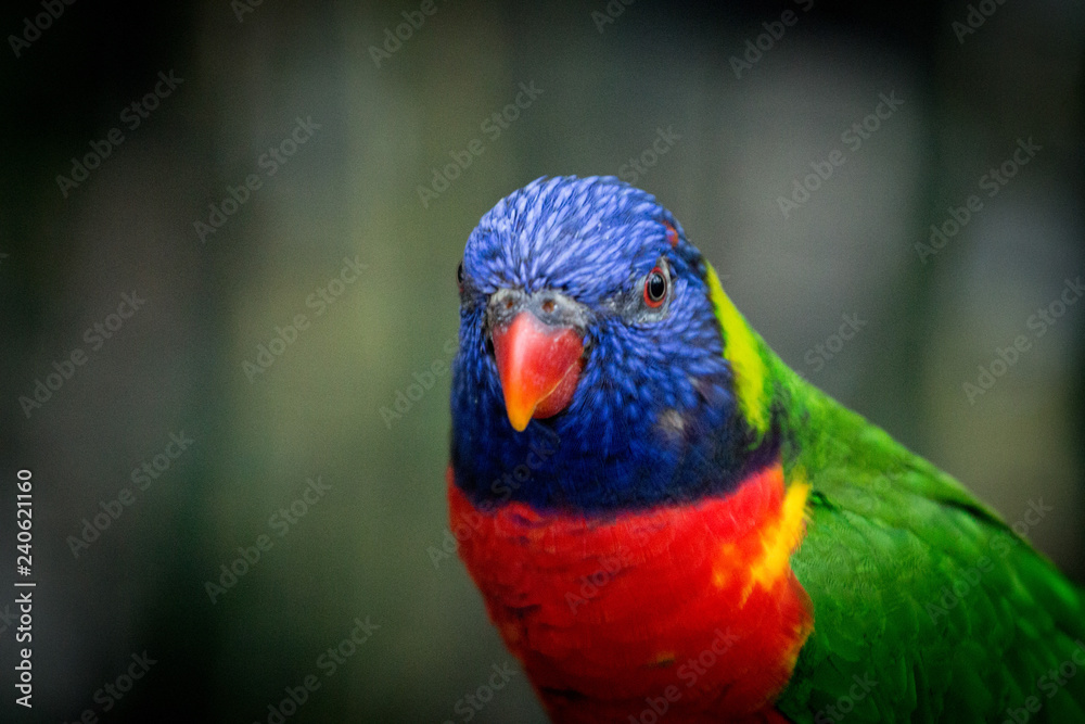 Face of a Rainbow Lorikeet / Colorful Bird 