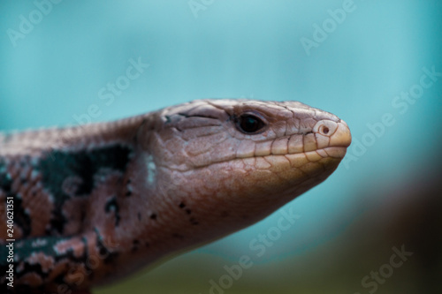 Portrait of a Blue Tongued Skink / Lizard with a Blue Background
