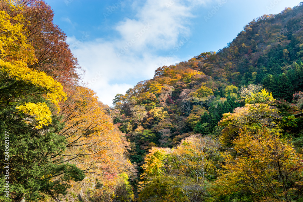 Autumn leaves of Fukuroda Falls in Daigo-cho, Kuji-district, Ibaraki Prefecture, Japan / Autumn leaves of Fukuroda Falls in Daigo-cho, Kuji-district, Ibaraki Prefecture, Japan /