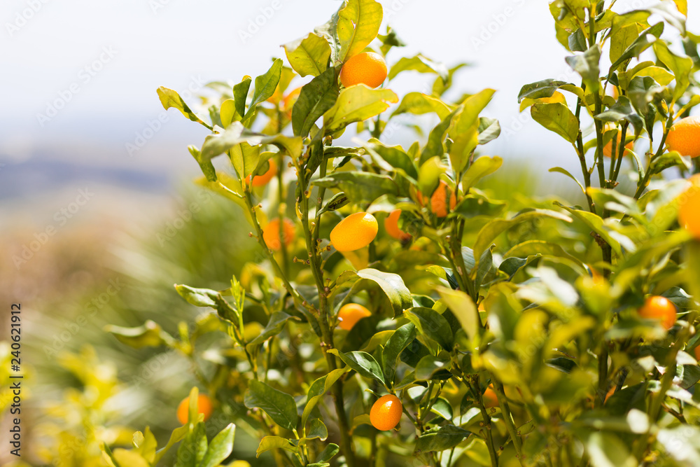 Kumquat fruits on the tree against blurred background