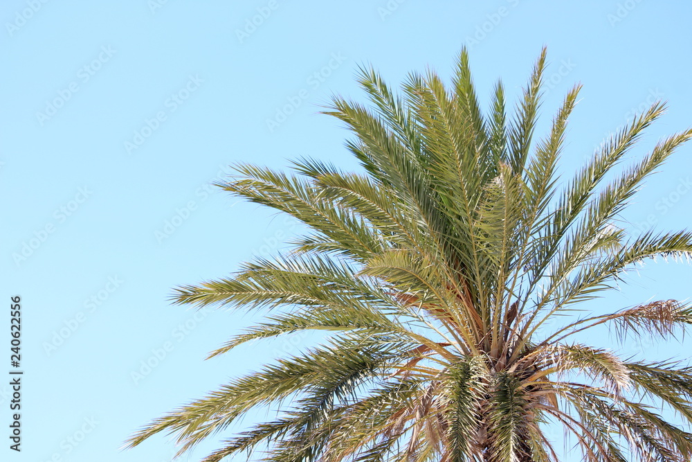 Green palm tree fronds against a blue summer sky, no clouds, Copy space Green palm tree fronds against a blue summer sky, no clouds, Copy space