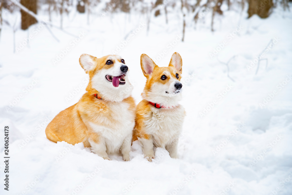 dogs welsh corgi pembroke in winter