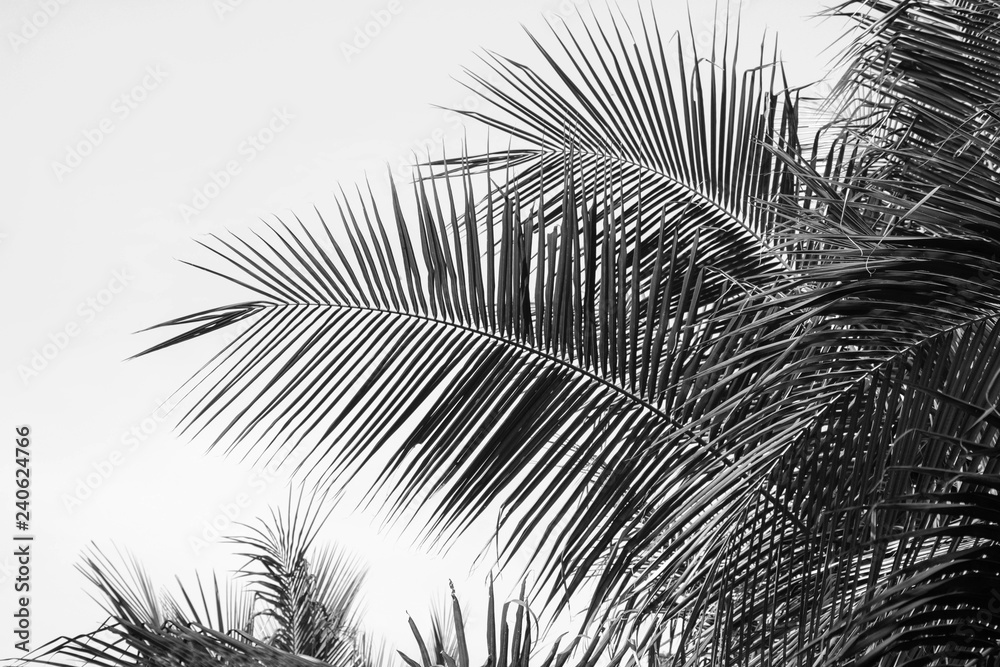 Obraz premium palms leaf on white background