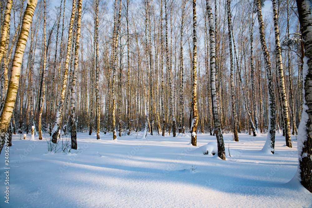 Fototapeta premium forest in winter winter trees in the snow