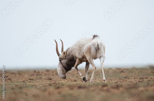 The appearance of a powerful male during the rut. Saiga tatarica is listed in the Red Book, Chyornye Zemli (Black Lands) Nature Reserve, Kalmykia region, Russia.