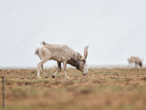 The appearance of a powerful male during the rut. Saiga tatarica is listed in the Red Book, Chyornye Zemli (Black Lands) Nature Reserve, Kalmykia region, Russia.