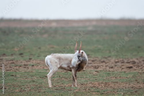 The appearance of a powerful male during the rut. Saiga tatarica is listed in the Red Book, Chyornye Zemli (Black Lands) Nature Reserve, Kalmykia region, Russia. photo