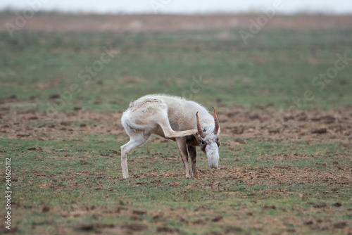 The appearance of a powerful male during the rut. Saiga tatarica is listed in the Red Book, Chyornye Zemli (Black Lands) Nature Reserve, Kalmykia region, Russia.