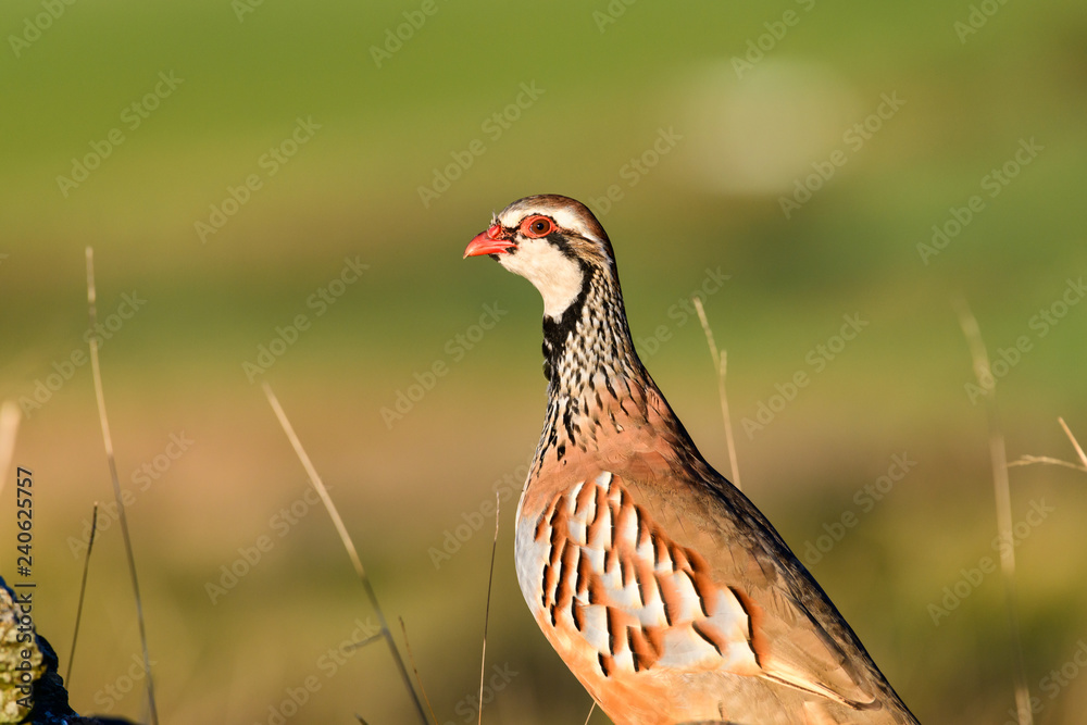 Wild Red-legged Partridge in natural habitat of reeds and grasses on moorland in Yorkshire Dales, UK Wild Red-legged Partridge in natural habitat of reeds and grasses on moorland in Yorkshire Dales, UK