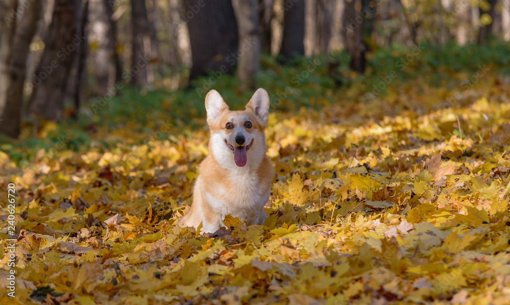 little dog, puppy, in the autumn forest on yellow foliage little dog, puppy, in the autumn forest on yellow foliage