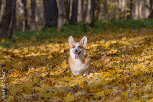 little dog, puppy, in the autumn forest on yellow foliage