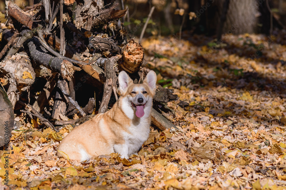 little dog, puppy, in the autumn forest on yellow foliage