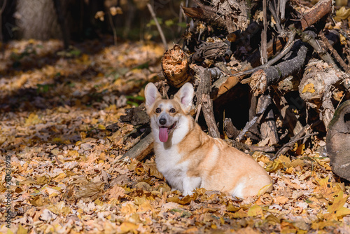 little dog  puppy  in the autumn forest on yellow foliage