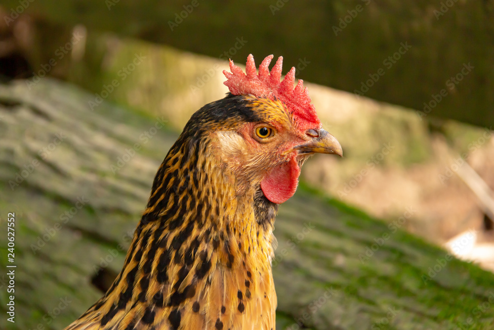 Portrait of a rooster