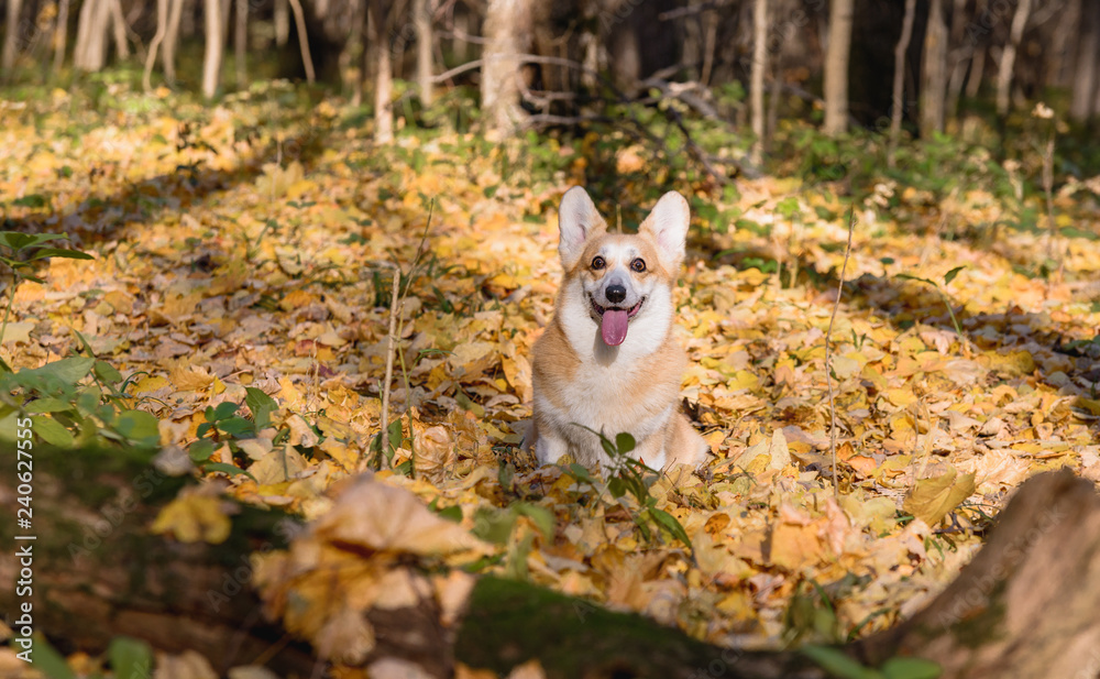 little dog, puppy, in the autumn forest on yellow foliage