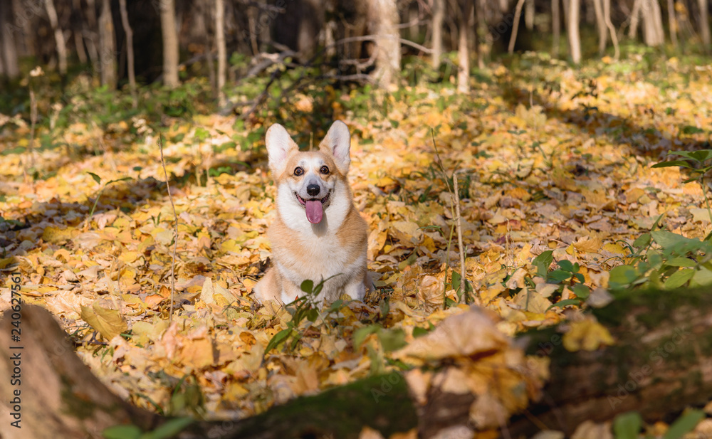 little dog, puppy, in the autumn forest on yellow foliage little dog, puppy, in the autumn forest on yellow foliage
