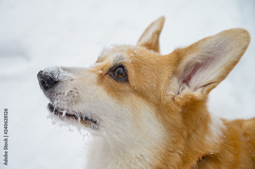 Obraz premium two small dogs in the winter forest, welsh corgi pembroke